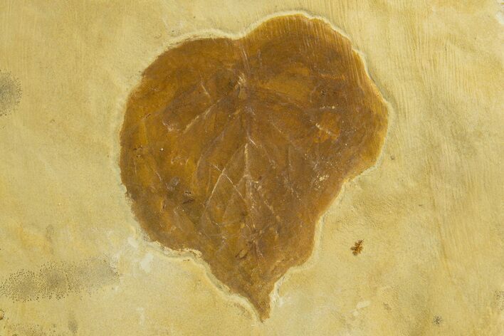 Fossil Leaf (Archeampelos) - Montana #327182